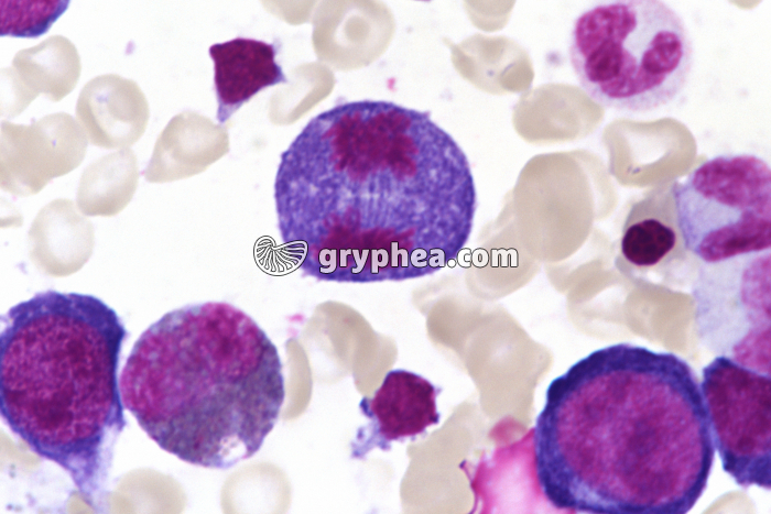 Moelle osseuse humaine cellules en mitose - anaphase x400 - gryphea.org